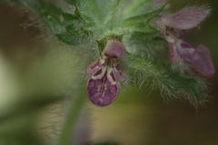 Stachys heraclea