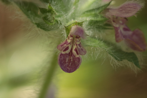 Stachys heraclea, photograph 1