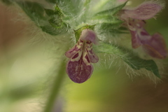 (c) Noé Fleury Frouart, some rights reserved (CC BY) Stachys heraclea, photograph (c) Noé Fleury Frouart, some rights reserved (CC BY)