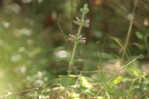 Stachys heraclea, photograph 4