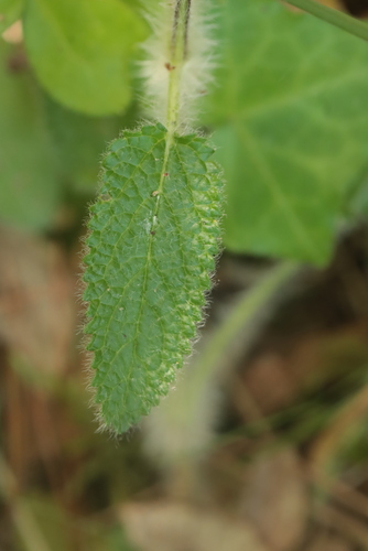 Stachys heraclea, photograph 3