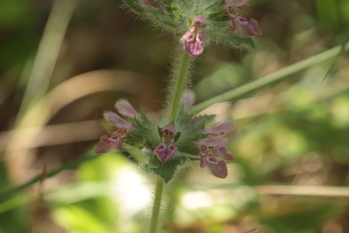 Stachys heraclea, photograph 2