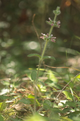 (c) Noé Fleury Frouart, some rights reserved (CC BY) Stachys heraclea, photograph (c) Noé Fleury Frouart, some rights reserved (CC BY)