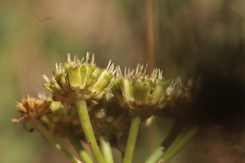 Oenanthe pimpinelloides, photograph 3