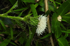 Cirsium brevicaule