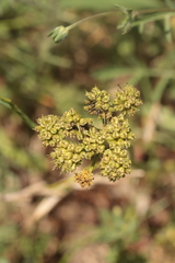Oenanthe pimpinelloides, photograph (c) Noé Fleury Frouart, some rights reserved (CC BY)