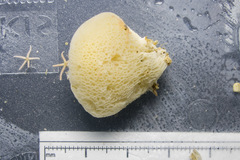 Brattegardia nanseni