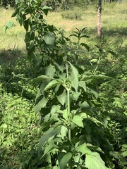 Leonotis nepetifolia nepetifolia