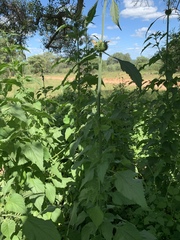 Leonotis nepetifolia nepetifolia