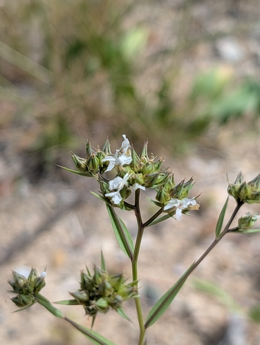 Linum strictum, photograph 4