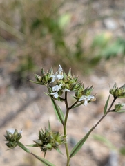 Linum strictum, photograph (c) Denis Bastianelli, some rights reserved (CC BY)
