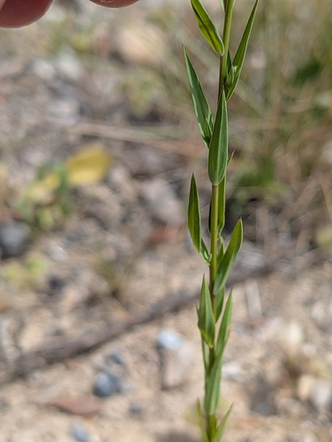 Linum strictum, photograph 5