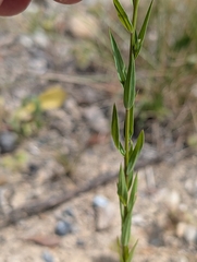 Linum strictum, photograph (c) Denis Bastianelli, some rights reserved (CC BY)