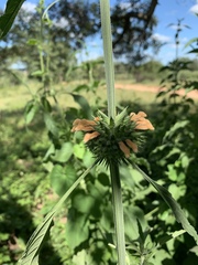 Leonotis nepetifolia nepetifolia