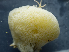 Brattegardia nanseni