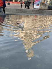 Larus michahellis