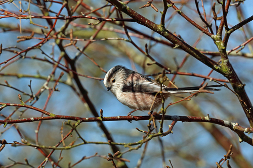 Mito común (Aegithalos caudatus)