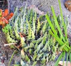 Aloe humilis