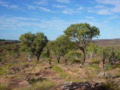 Corymbia cliftoniana