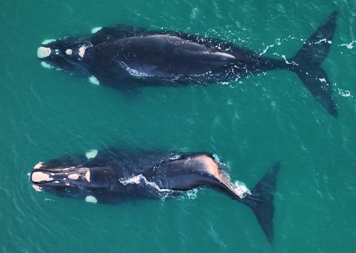 ミナミセミクジラ