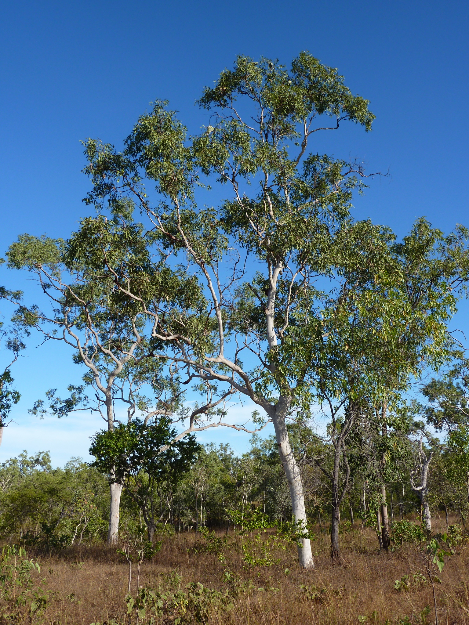 Corymbia papuana
