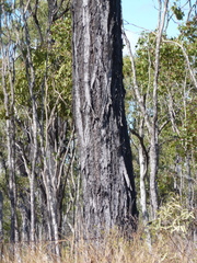 Eucalyptus crebra