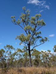 Eucalyptus crebra