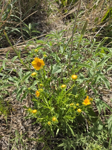 Lance-leaved Coreopsis