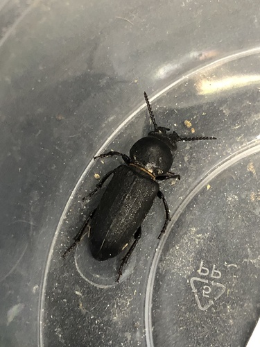 Black Longicorn Beetle