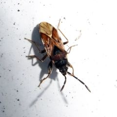 Scolopostethus decoratus