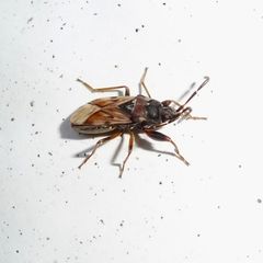 Scolopostethus decoratus