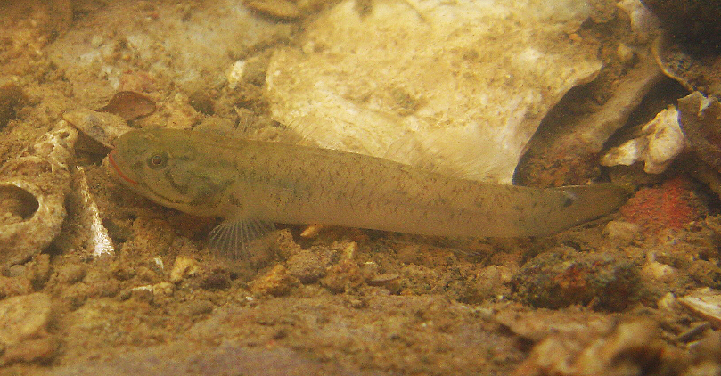 Lipstick Goby