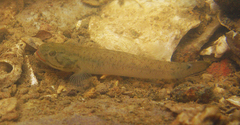 Wuhanlinigobius polylepis
