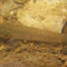 Wuhanlinigobius polylepis - Photo (c) H.T.Cheng, some rights reserved (CC BY-NC), uploaded by H.T.Cheng