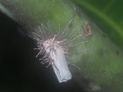 Hirsutella citriformis