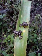 Excidobates mysteriosus