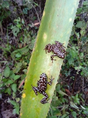 Excidobates mysteriosus