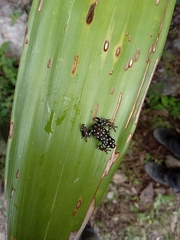 Excidobates mysteriosus