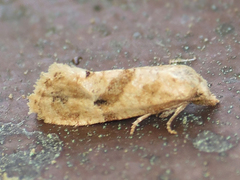 Platphalonidia