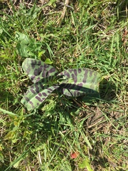 Dactylorhiza maculata