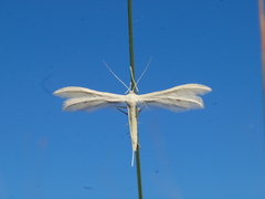 Pterophorus