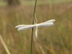 Pterophorus