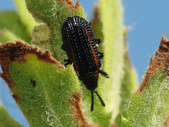 Microrhopala rubrolineata