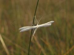 Pterophorus