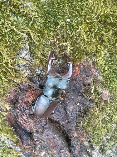 European Stag Beetle