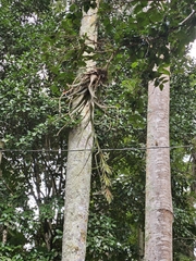 Tillandsia polystachia