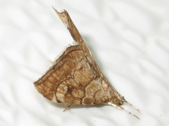 Scybalistodes periculosalis