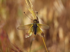 Libelloides ictericus