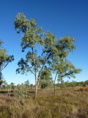 Eucalyptus microtheca