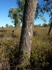 Eucalyptus microtheca